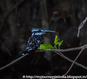 Ranganathittu Birds Pied King Fisher Ranganathittu Birds Pied King Fisher