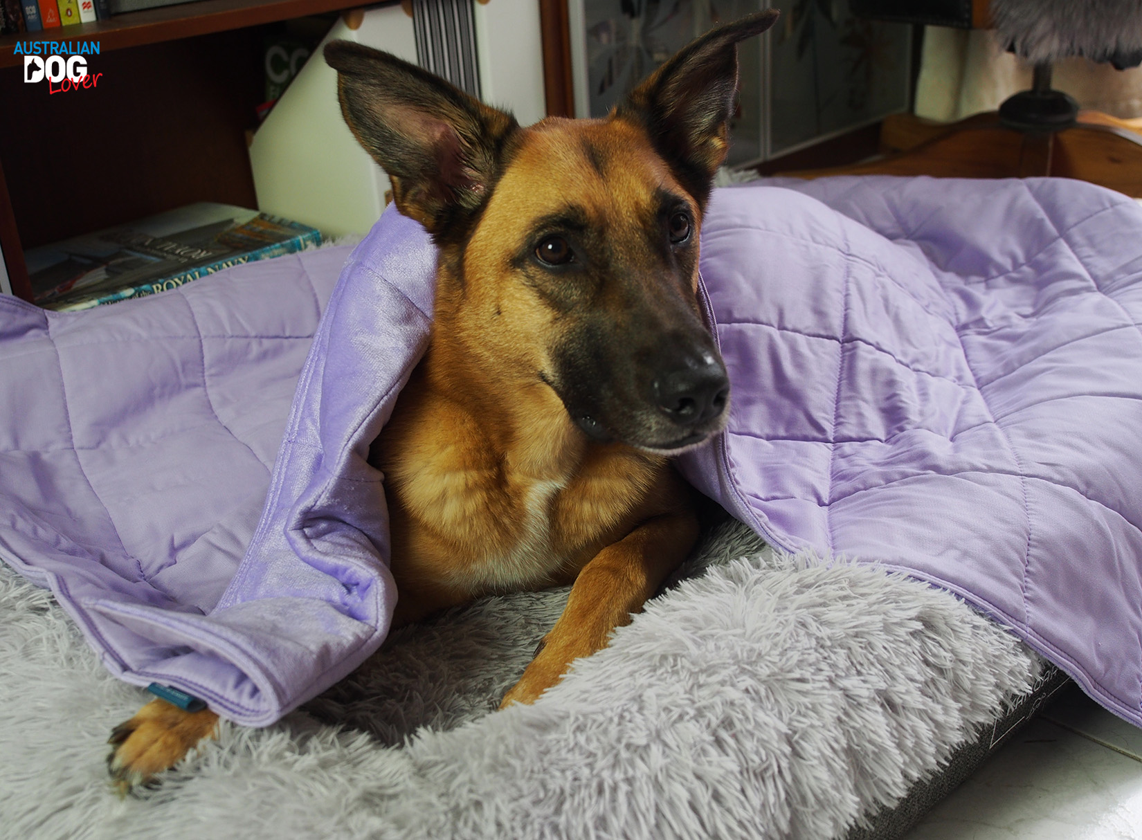Calming Pets Launches Weighted Blankets to Relieve Dog Anxiety Australian Dog Lover