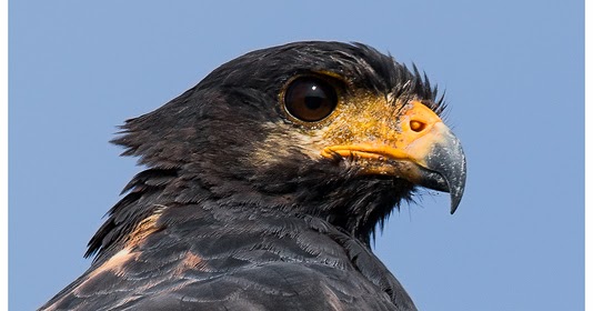 Featured raptors: Black Hawks of Panama