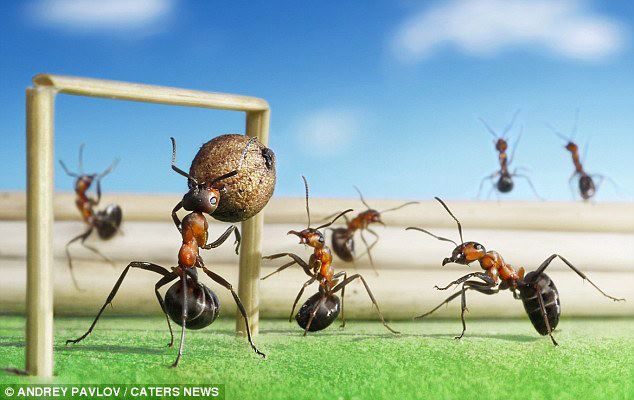 5 hal yang patut dipelajari dari semut  