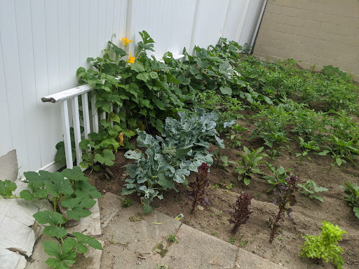 A photo of a garden with some rows of broccoli, eggplants, tomatoes, peppers and zucchini