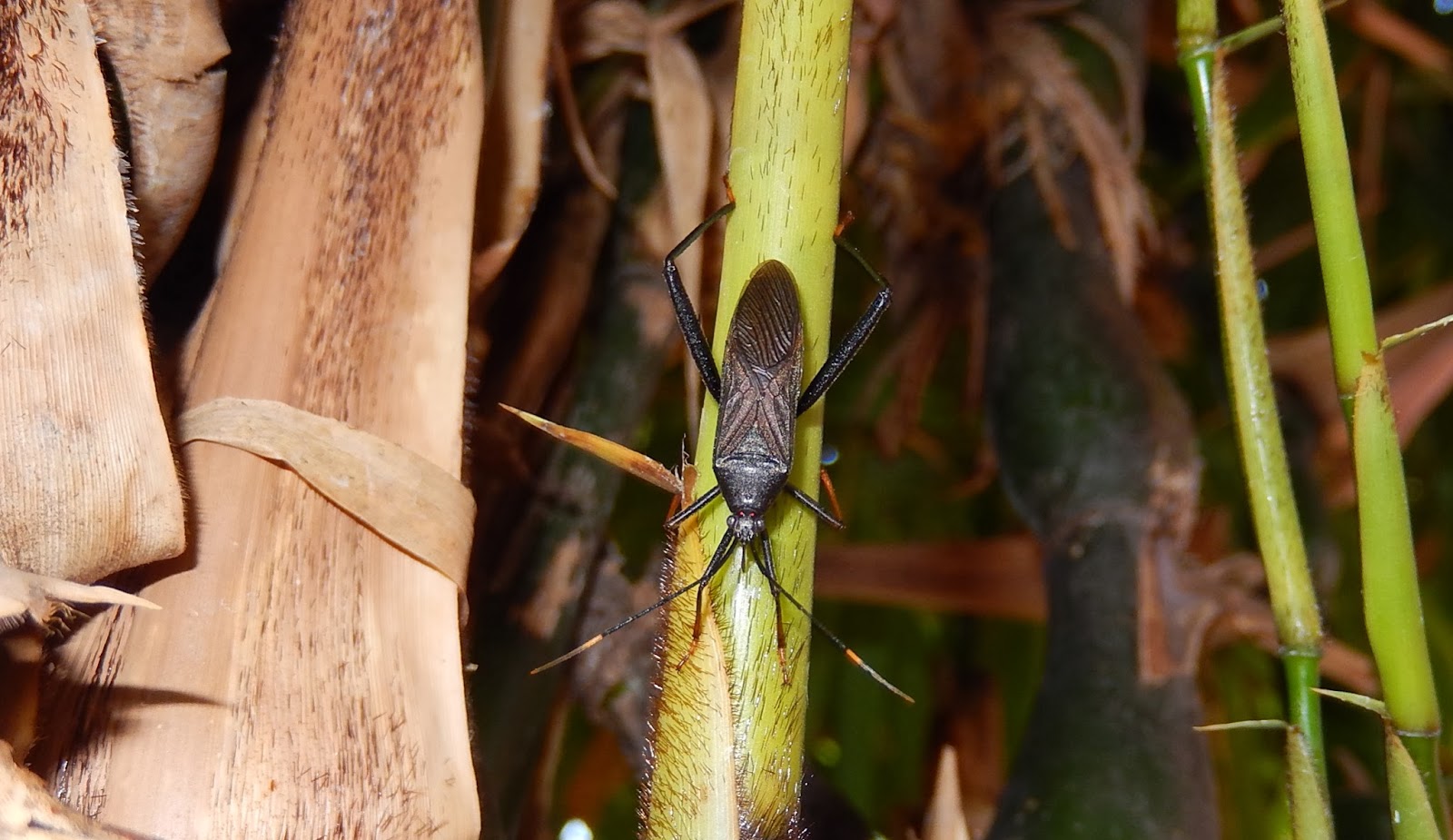 Bugs Acanthocephala terminalis on bamboo