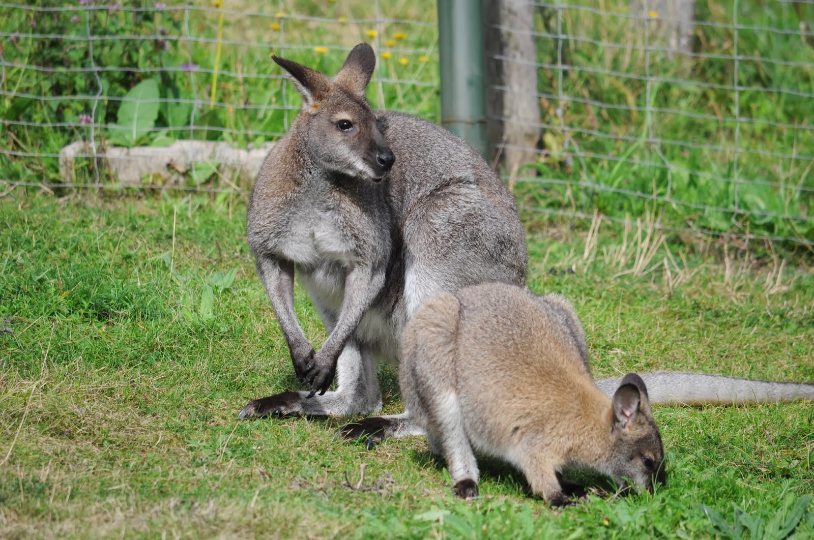 плотоядный кенгуру. сумчатые кенгуру в австралии. кангаро кенгуру. исполинский рыжий кенгуру. серый кенгуру валлаби.