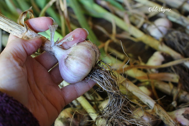 Cure garlic.