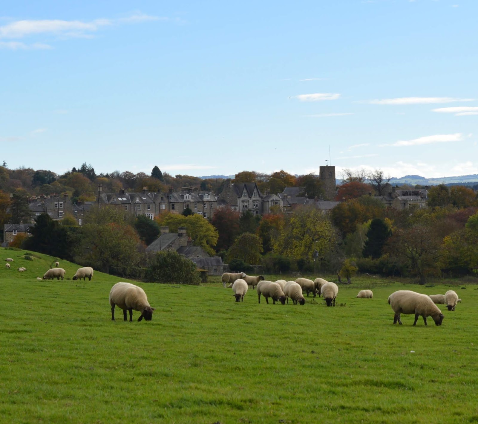 A lovely pub lunch & a trip to Corbridge Roman Town with kids  - sheep and view of corbridge new town