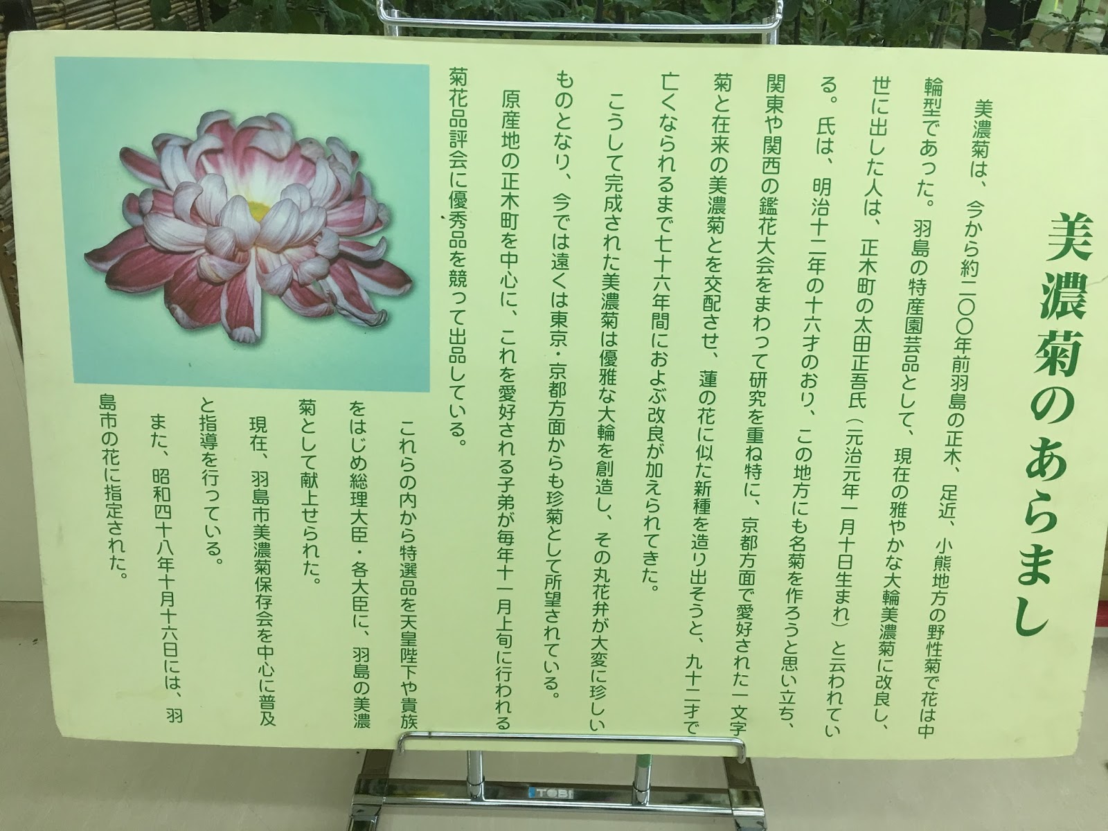 新井区: 羽島美濃菊展