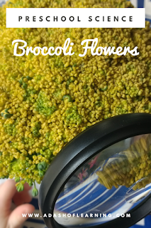 Observing Broccoli Flowers: Preschool Science