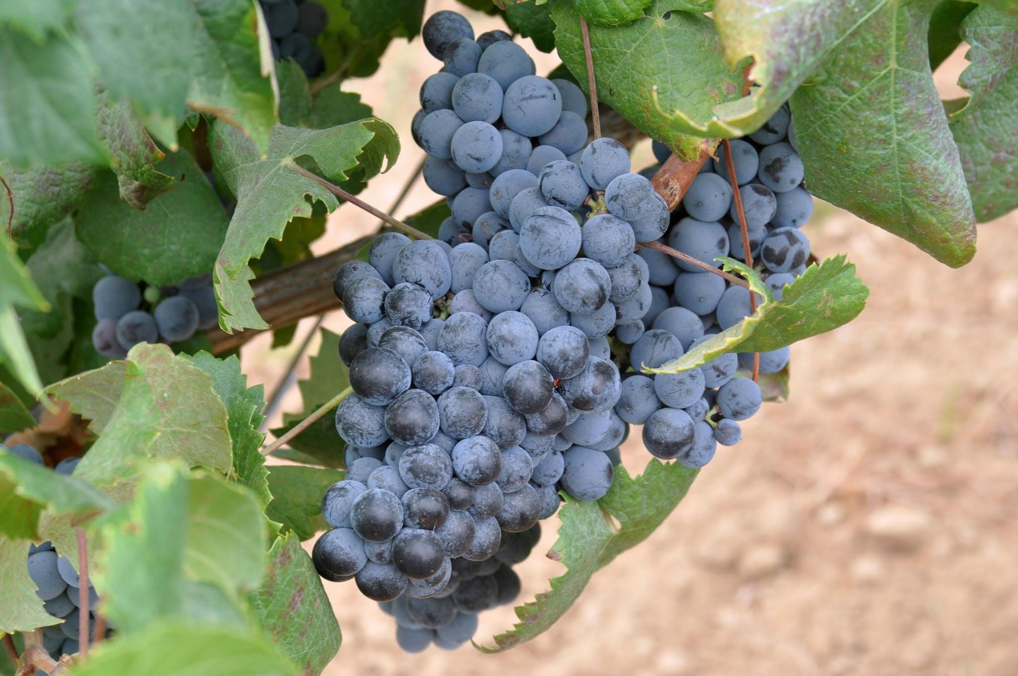 Los Vinos De Cadiz Rota Una Ciudad Una Variedad De Uva Y Un Vino