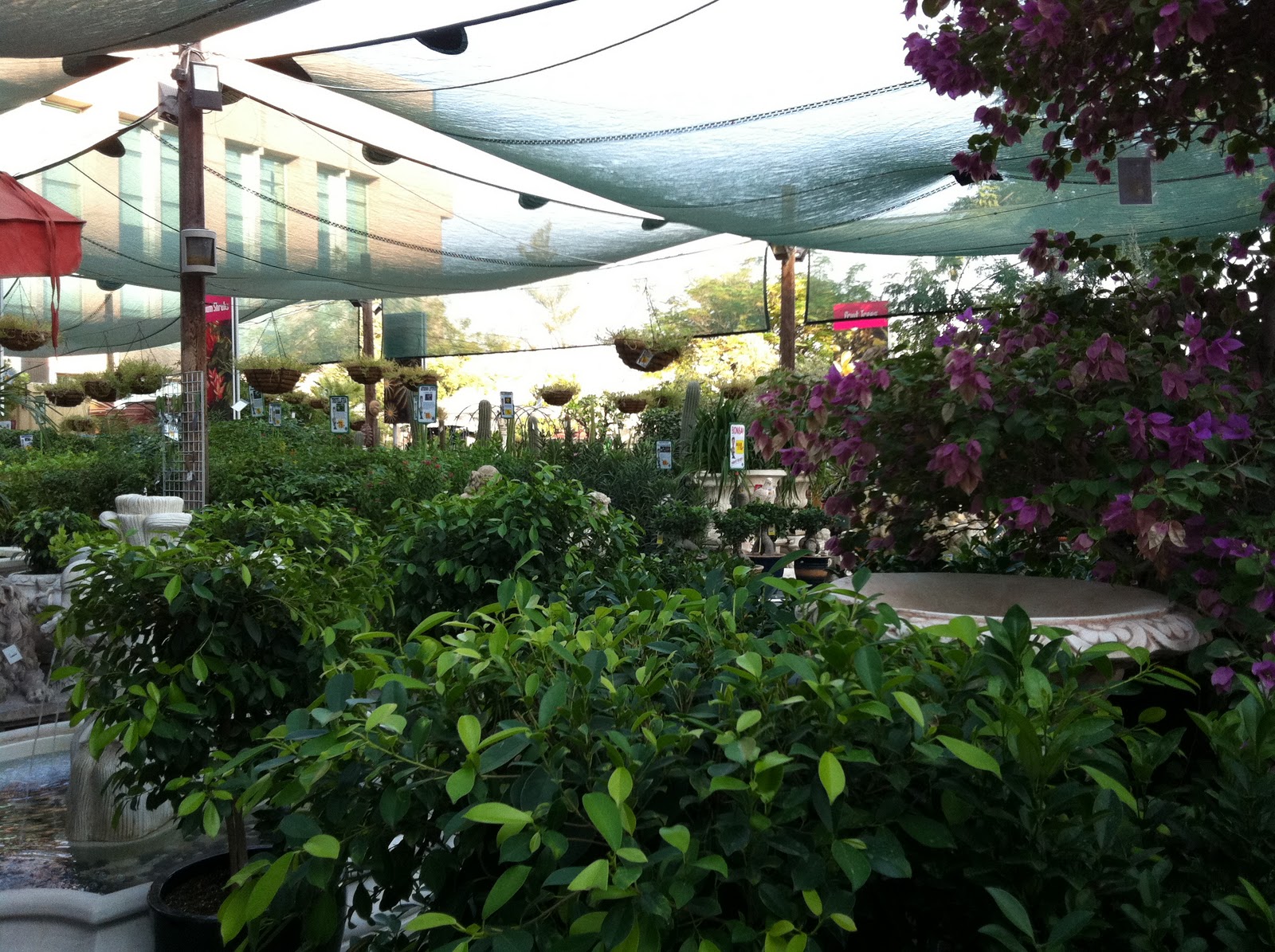 To buy or not Dubai Dubai Garden Centre