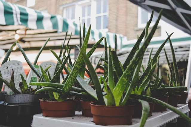  How to Grow and Care for Aloe Vera Succulent? Basic Care Tips
