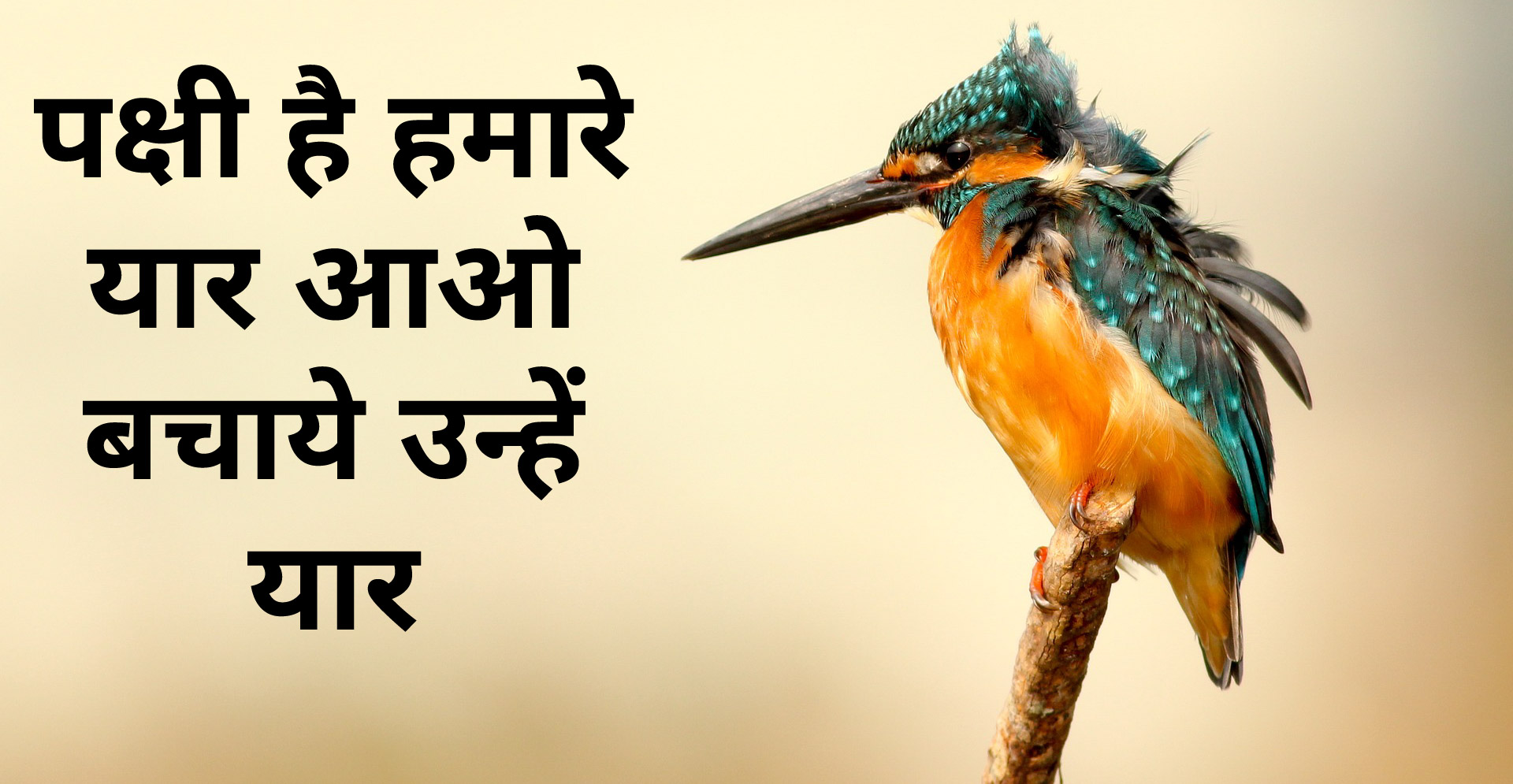 पक्षी बचावों पर नारे, स्लोगन - Save Birds Nare, Slogan In Hindi -  Hindi7Facts