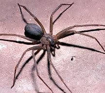 laba-laba paling beracun di dunia