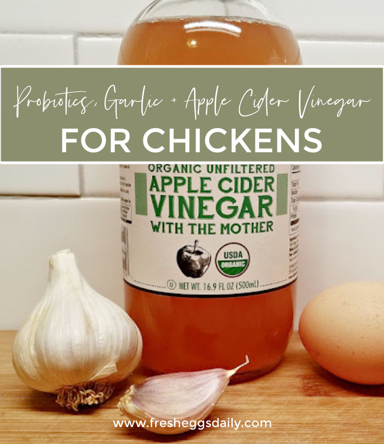 Probiotics, Garlic and Apple Cider Vinegar for Happy, Healthy Chickens