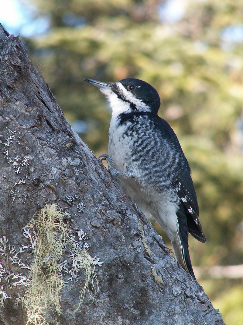 BLACK-BACKED WOODPECKER