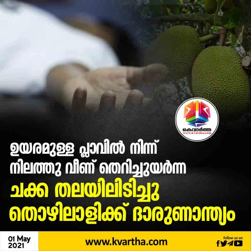 Kattappana, News, Kerala, Accident, Death, Hospital, Jackfruit, Tree, Jackfruit fell to ground from high tree and hit one's head; Man died