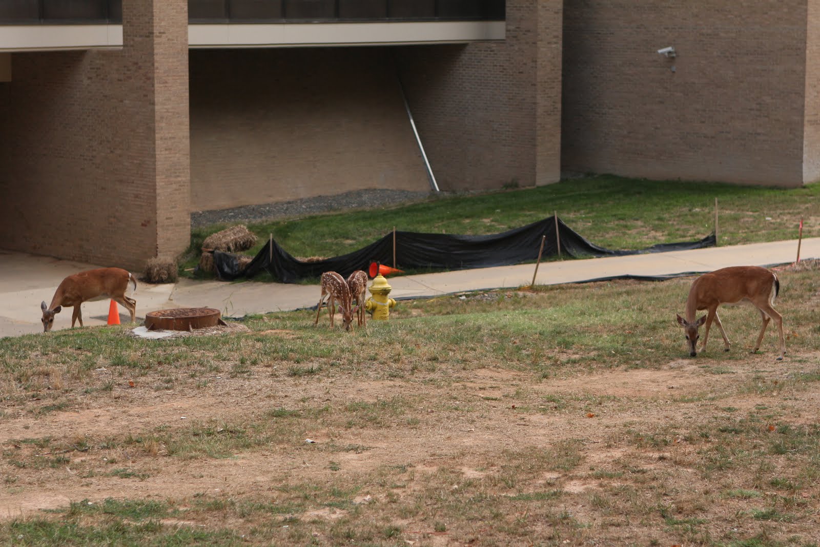 FBINA 246: Photos from Week #3
