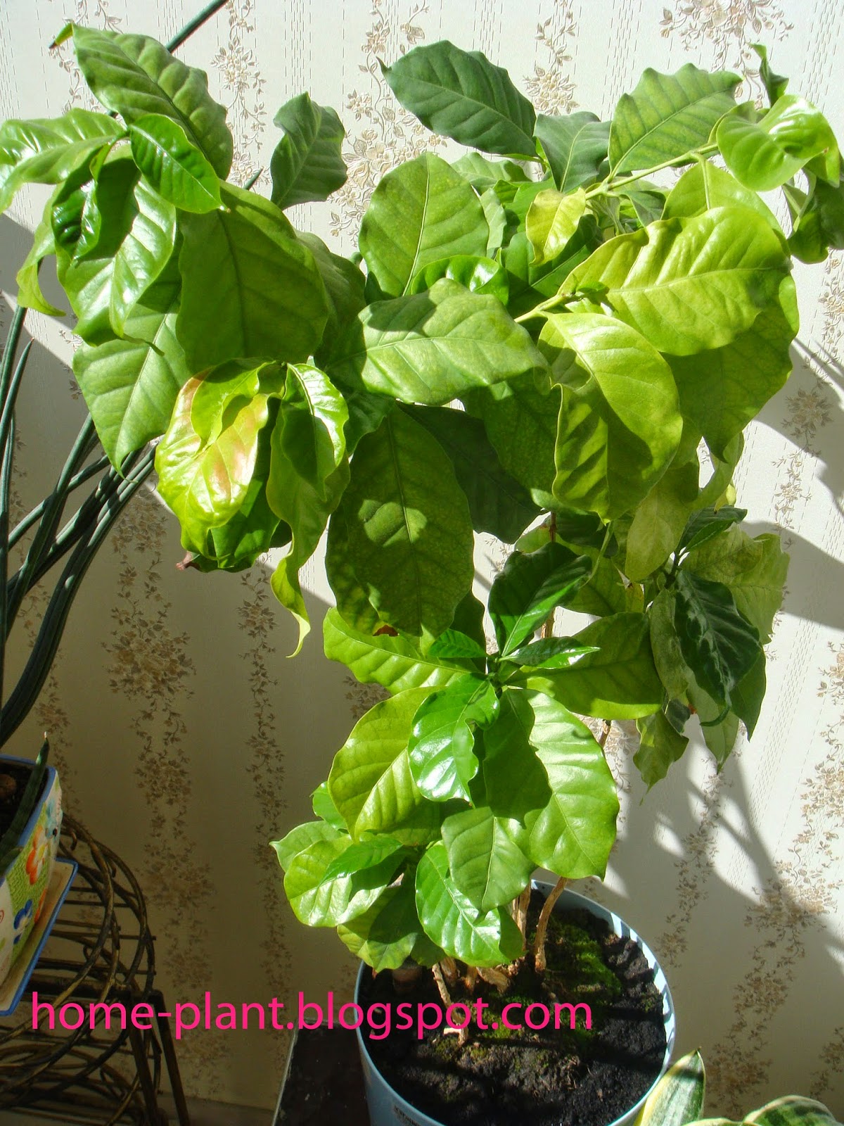Кофейное дерево сохнут листья. Арабика комнатное растение. Кофе растение сохнут листья. Цветок кофе комнатный вариегатный. Сохнут листья кофе растение комнатное.
