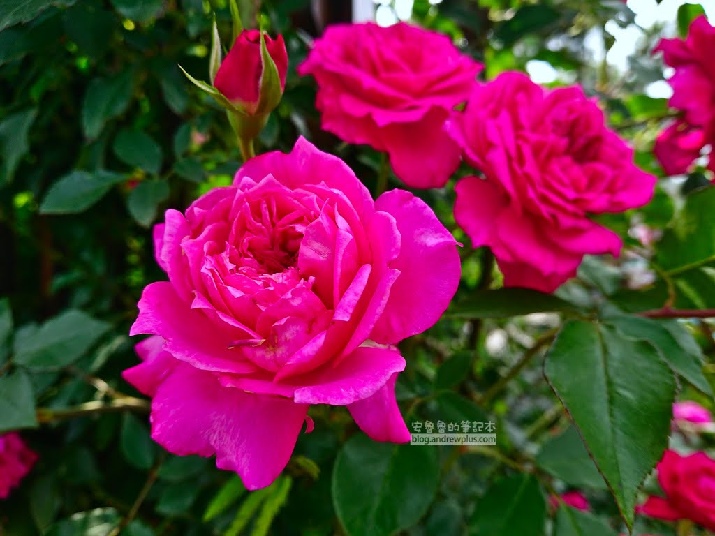 苗栗景點,三義好玩景點,雅聞香草植物工廠門票