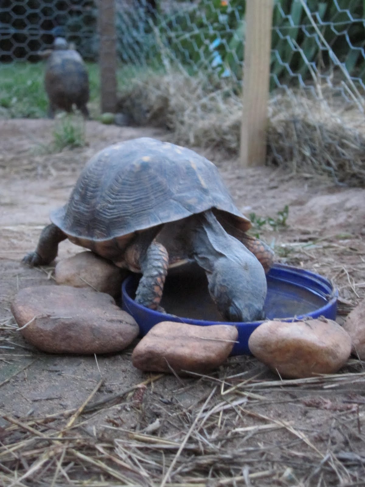 Pet Turtles And Turtle Care