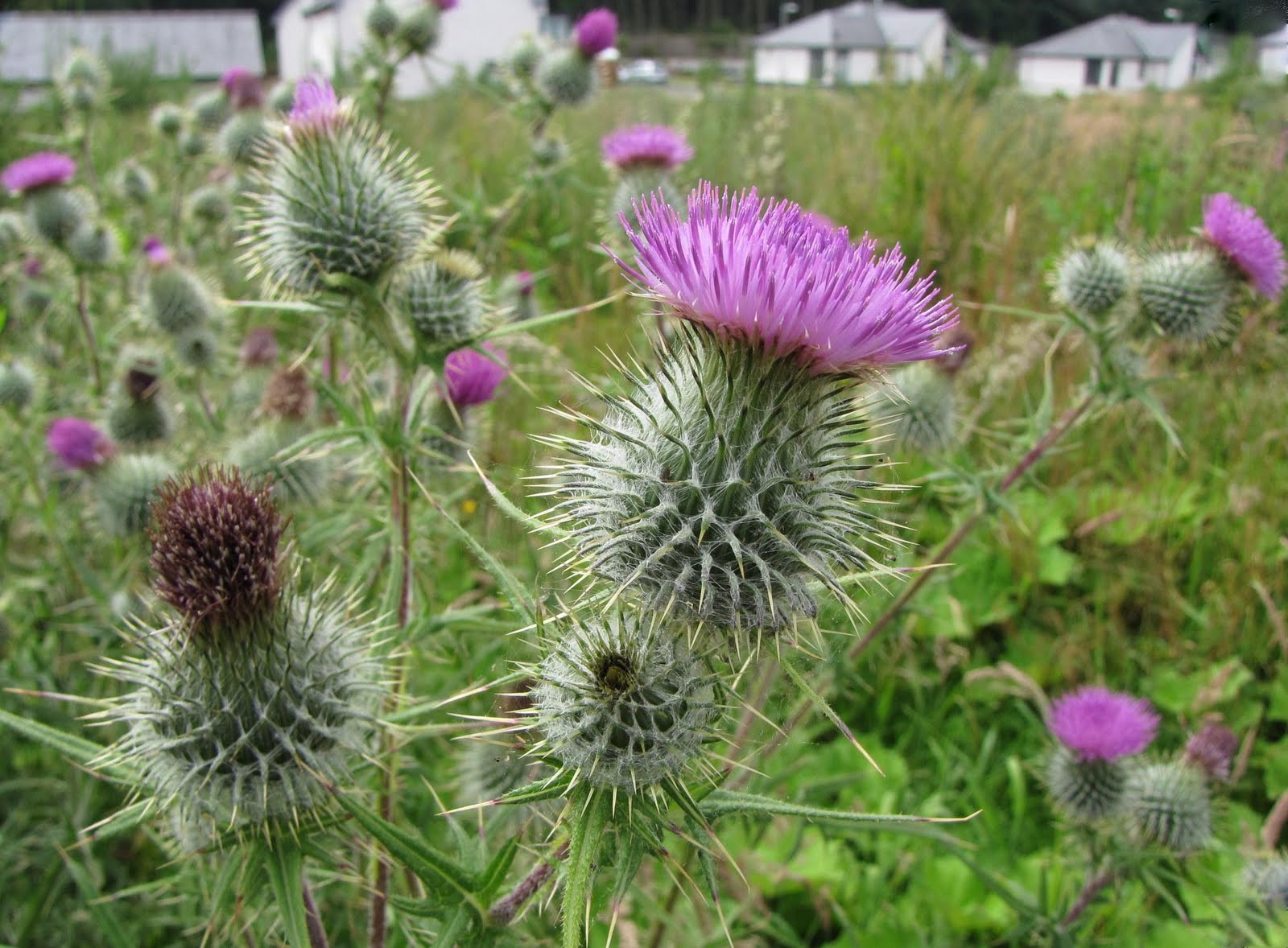 The Glebe Blog Newton Stewart in Bloom Wild and Cultivated