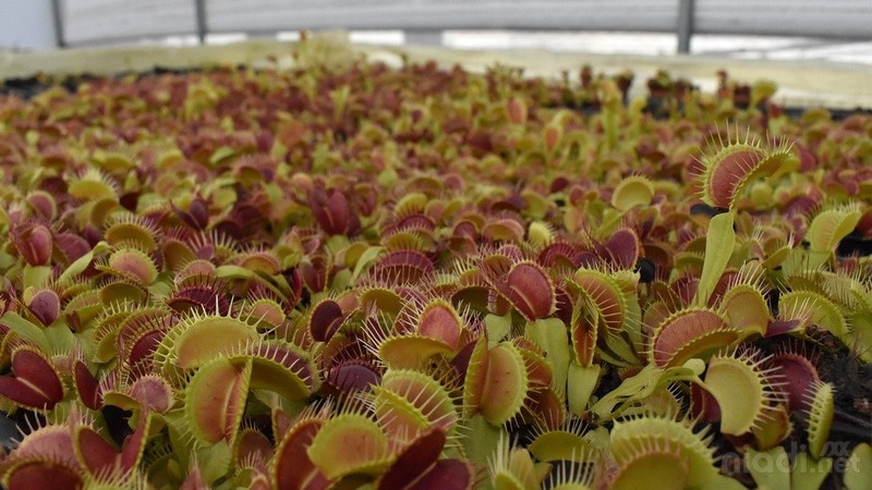 Tanaman Venus Flytrap - Bisa bereproduksi secara seksual dan aseksual
