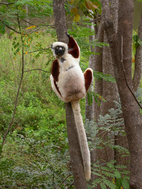 Propithecus coquereli Propithecus coquereli