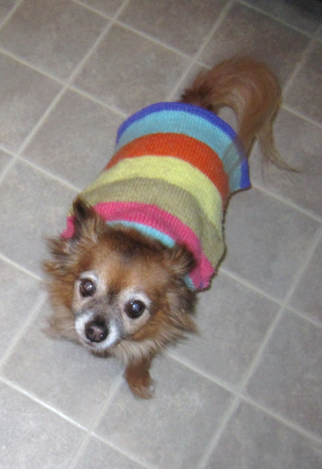 McGalver: Make a Dog Sweater from an Old Human Sweater