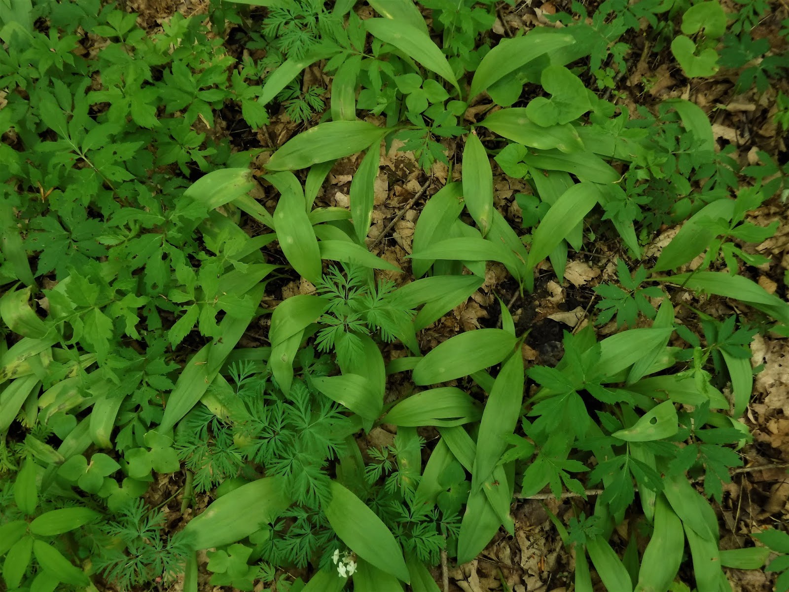 The Botanical Hiker Ramps, aka Wild Leeks