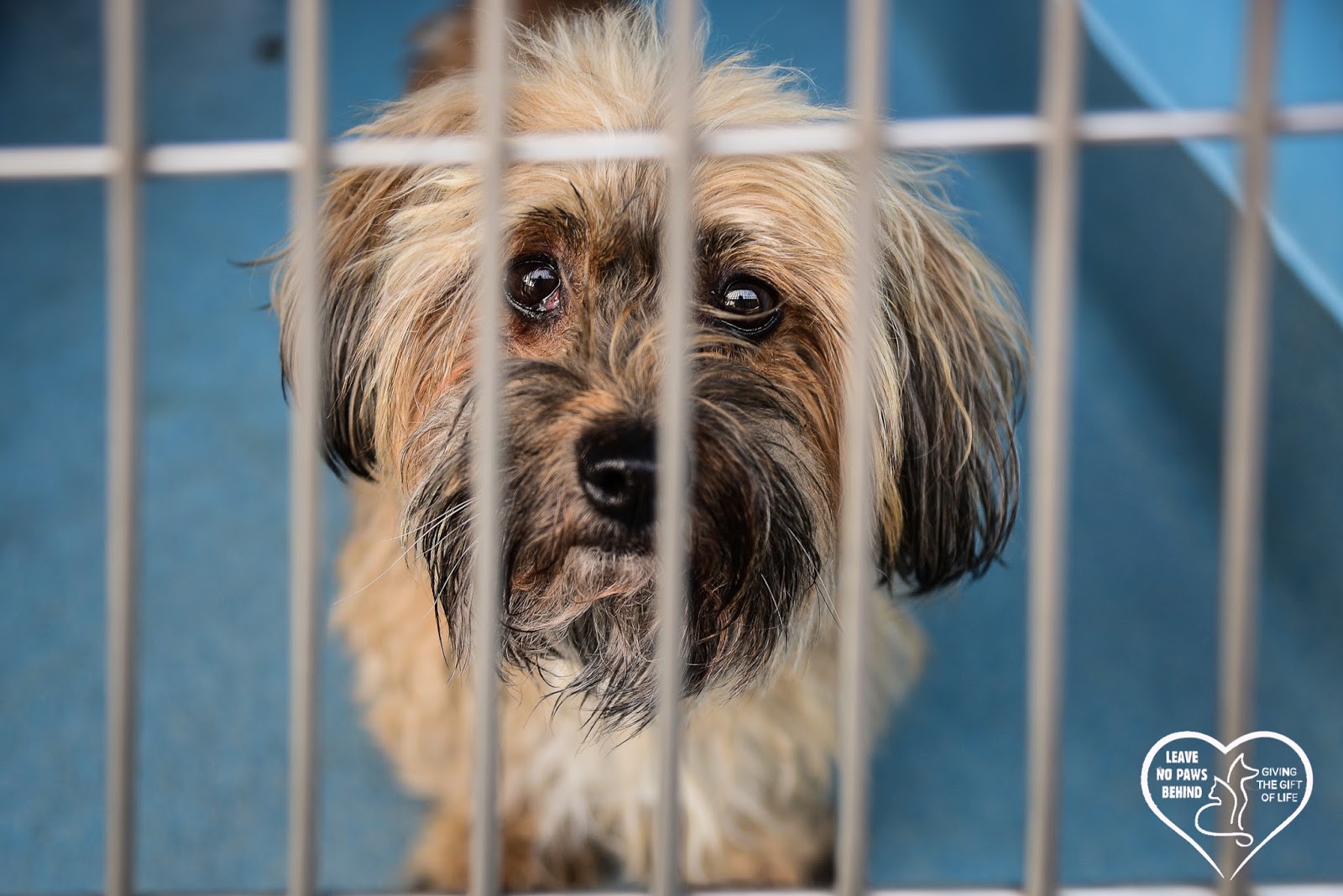 Baldwin Park Shelter Animals Available As Of 11218