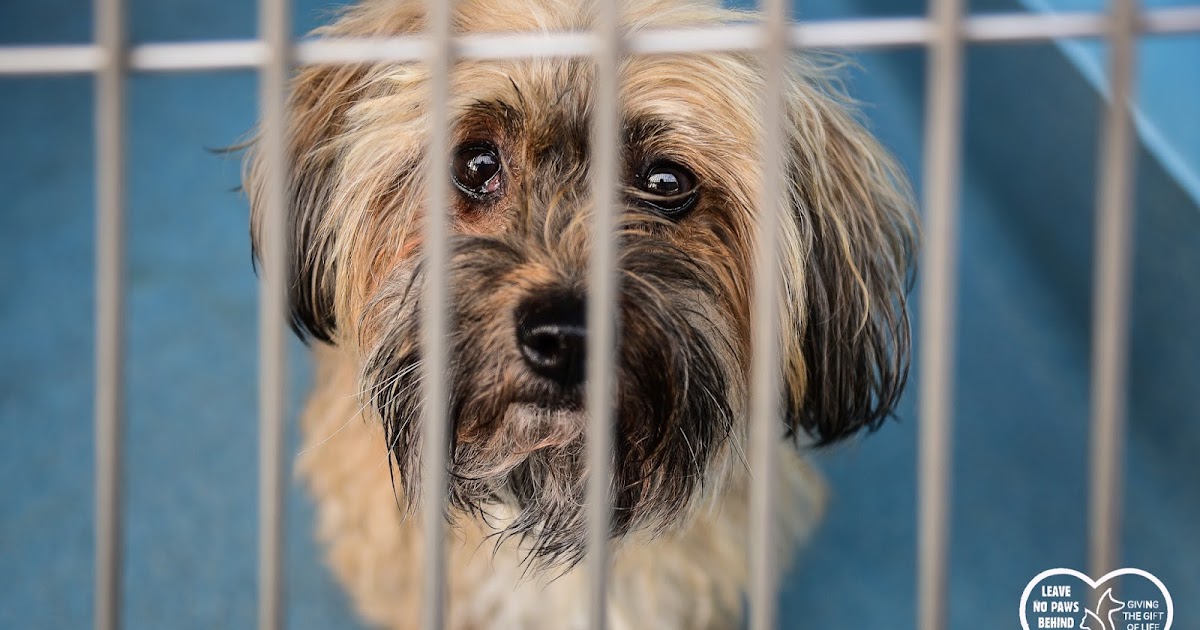 Baldwin Park Shelter Animals Available As Of 11218