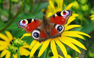 http://1.bp.blogspot.com/-lj58JJZ0S54/UlmVFf2nWwI/AAAAAAAAZKE/l1CImNajS5Y/s400/Butterfly%20Wallpapers%20(2).jpg