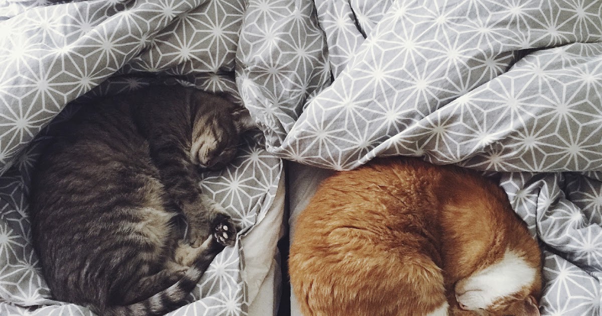 Bregman Veterinary Group Why Do Cats Sleep So Much?