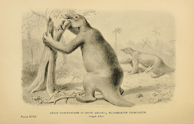 Гигантский наземный ленивец Южной Америки,  или мегатерия (Megatherium americanum)