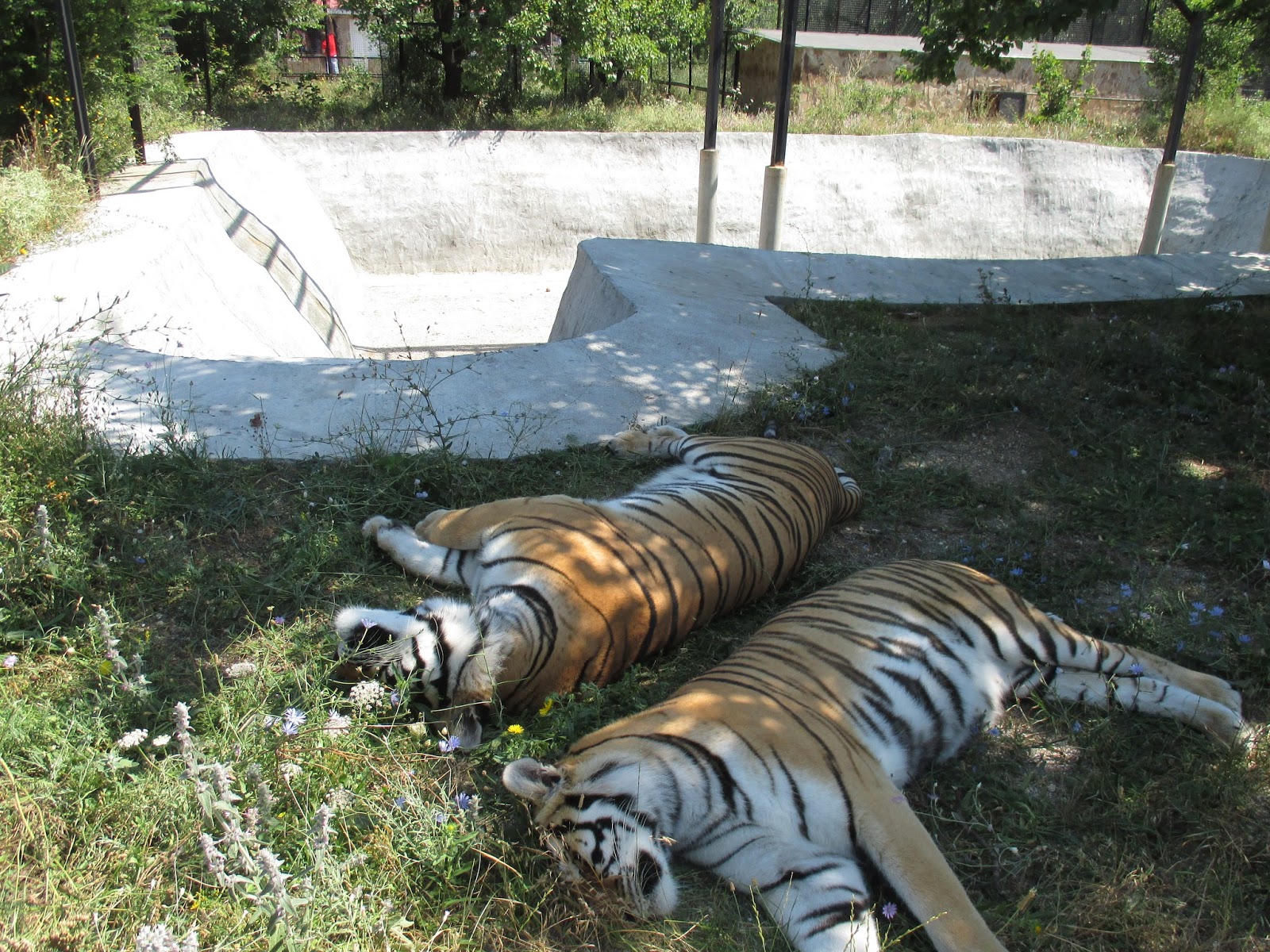 Блог Олега Зубкова: Сафари-парк "Тайган" может стать решением проблемы ...