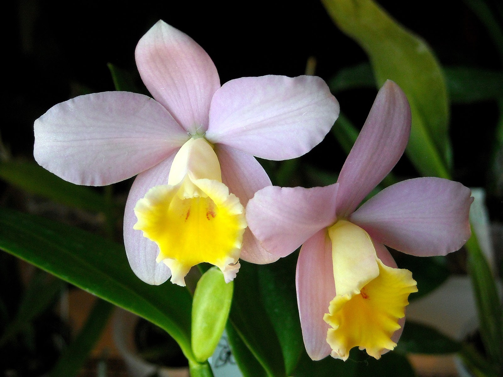 Taccuino delle orchidee di silviaB: Cattleya (Sophrocattleya
