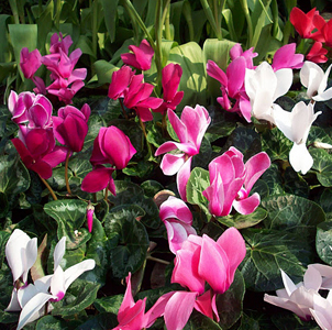 Gardens Inspired: Dainty and Fragrant Cyclamen