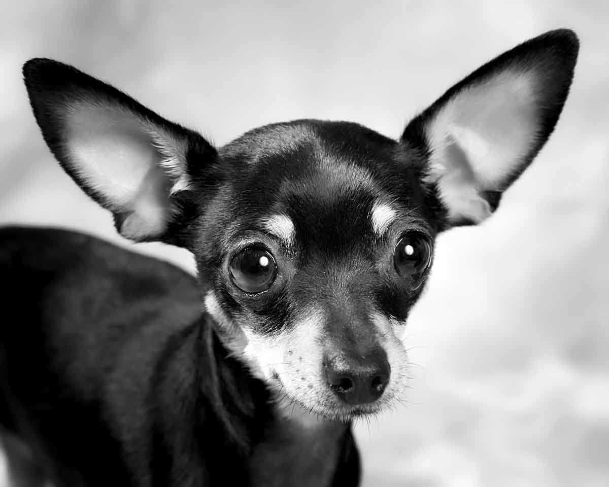Retratos perros - Chihuahua