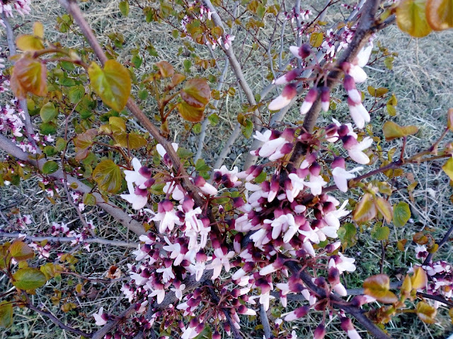 Árbol del amor o árbol de Judas (Cercis siliquastrum L.).
