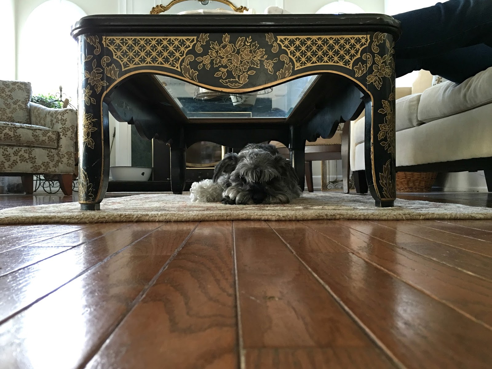 sick sinus syndrome canine sick sinus syndrome canine