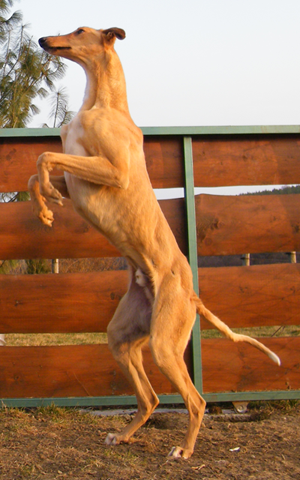 2012_0315hunor0065.png