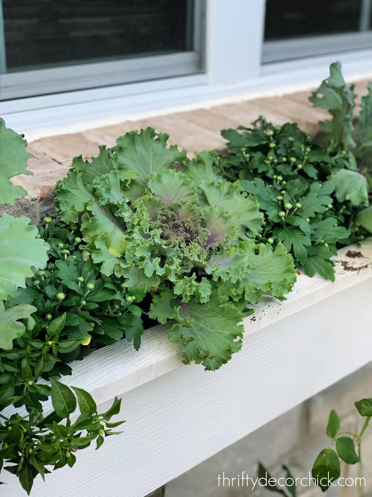 Kale varieties for fall planters