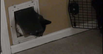 Captioned Cat Gif Fat Cat Squeezing Trough Cat Door Cat Gif