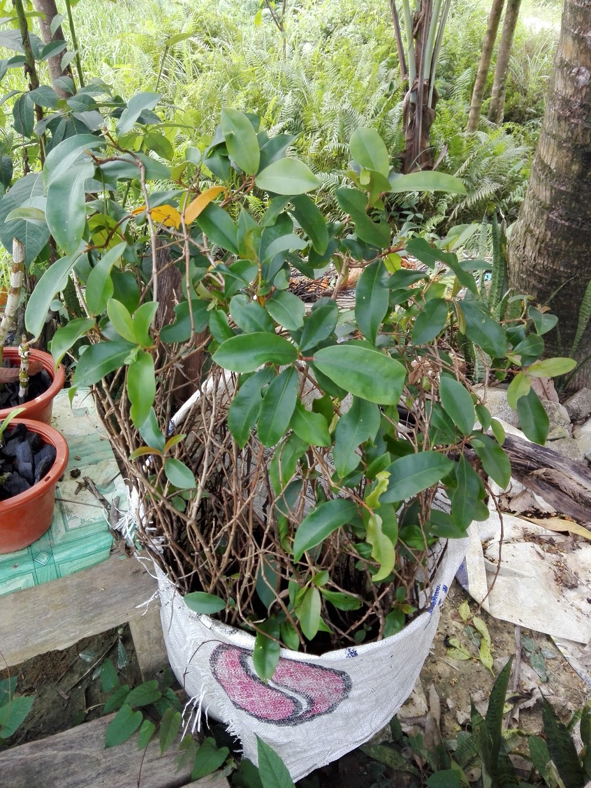 ZAMRUD TECHNOLOGY HERBA 5 ~ Raja Satong