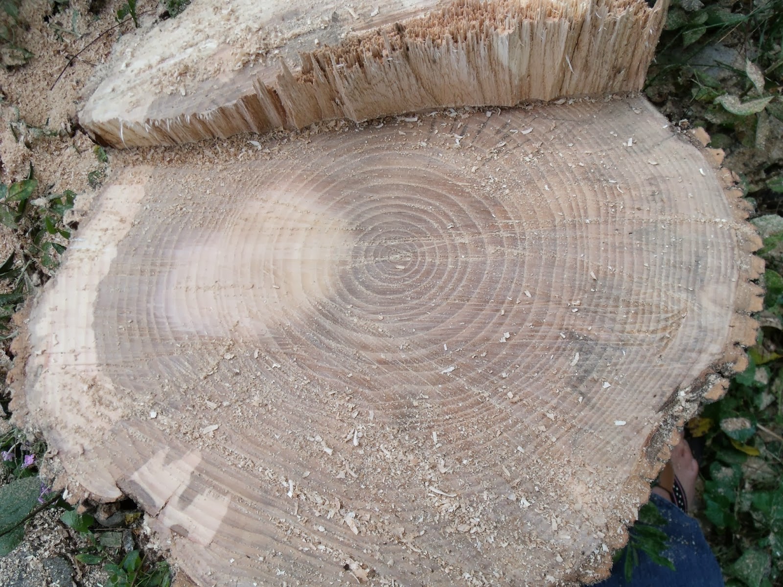 Gear Acres at Top of the Hill If a tree falls in your yard.....