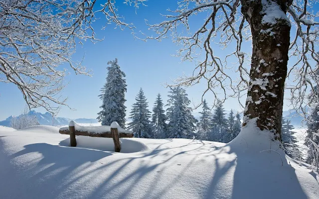 Winterlandschap met een pak sneeuw