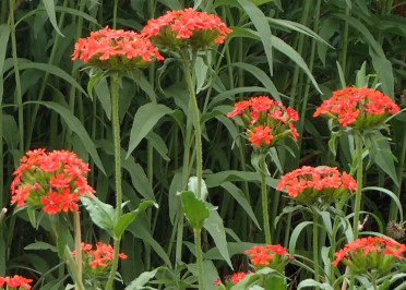 Future Plants By Randy Stewart Potentilla