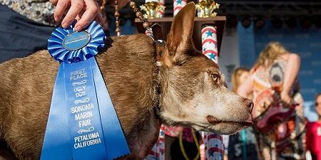 A 10 years old dog called Quasi modo won $1500 for the competition of the World's Ugliest Dog 2015 