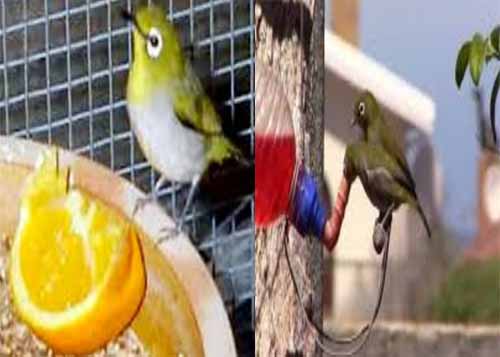 Rahasia Agar Burung Pleci Tetap Gacor Setiap Harinya