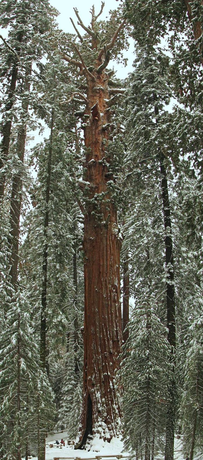 Chingum — Discover Curiosities The Largest Tree on our