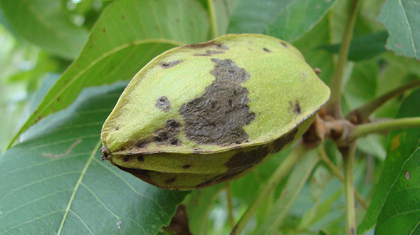 Phylloxera damages can appear as dieback chlorosis fruit damage and allow secondary infestations